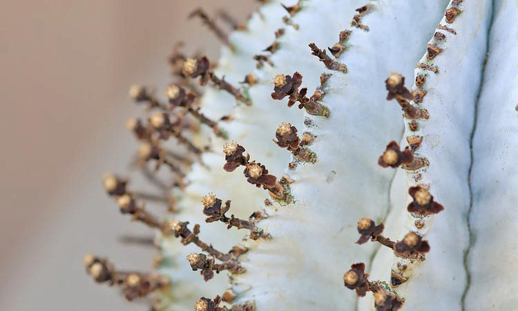 Euphorbia polygona 'Snowflake', Snowflake’ Euphorbia, gray succulent, drought tolerant plant, euphorbia horrida